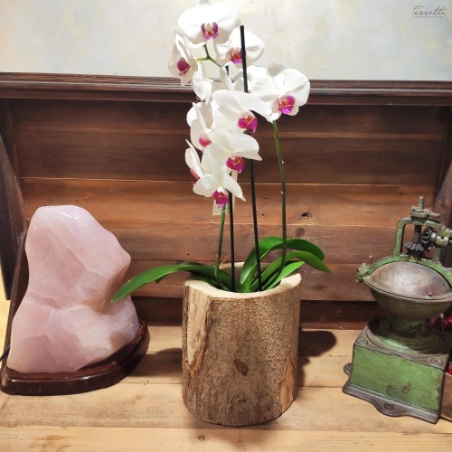 Orchidea con vaso in legno